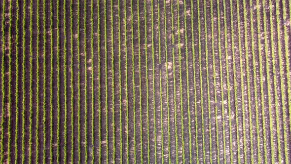 Sunny Vineyard Fields in Urla Turkey