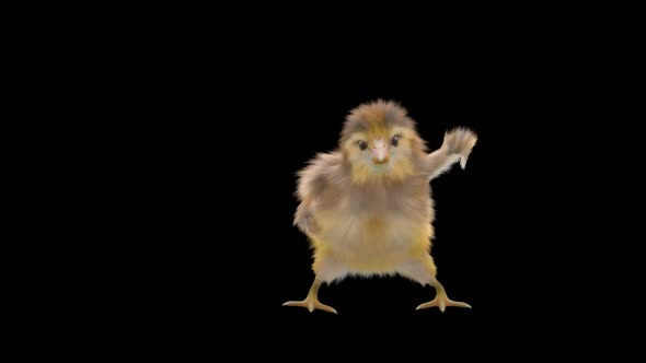 28 Baby Chicks Dancing HD