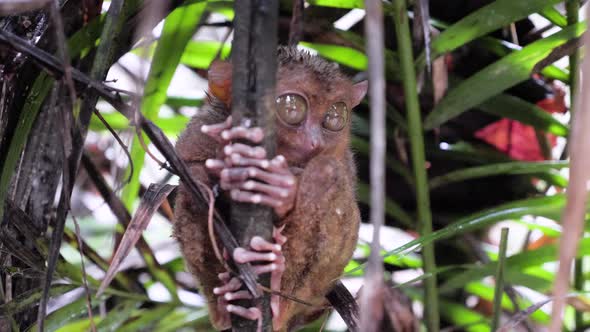 Slow motion close-up shot of wet tarsier holding on to a branch during rain in Bohol, The Philippine