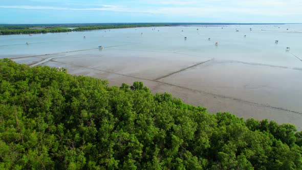 An aerial view from a drone flying over the coastal mangrove forests