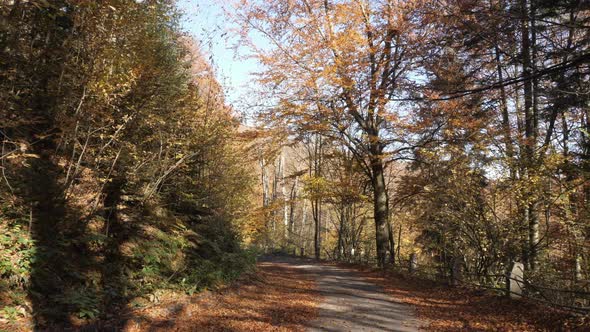 Road in a forest