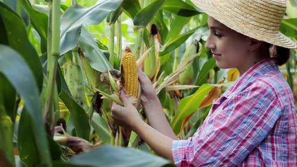 Farmer looking at the germination of young corn in the field. Analyzes this year's yield.