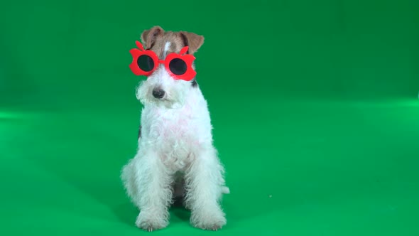 Fox Terrier Sits in Red Glasses Green Screen