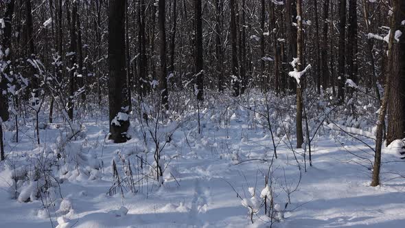 A beautiful walk through the winter forest. Trees, branches and bushes in the snow.