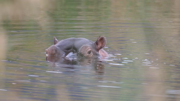 Close up from a hippo in a lake 