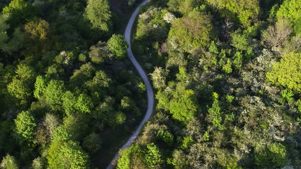 Twisted Oostvoorne highway snaking through lush green forest - aerial top down