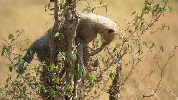 Cheetah cub biting wood
