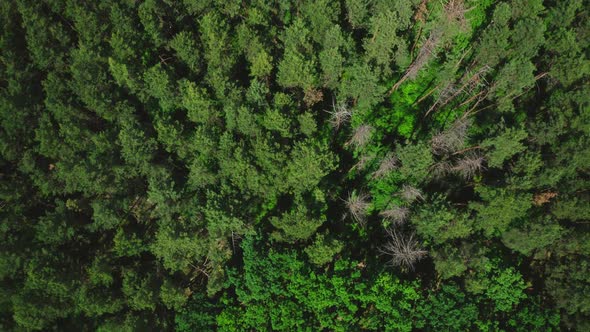 Zoom Treetops In The Forest