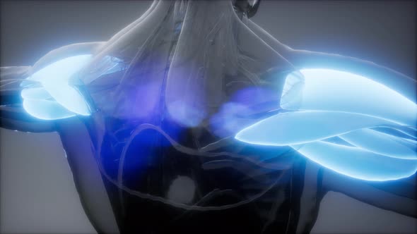 Deltoid - Visible Muscle Anatomy Map alt