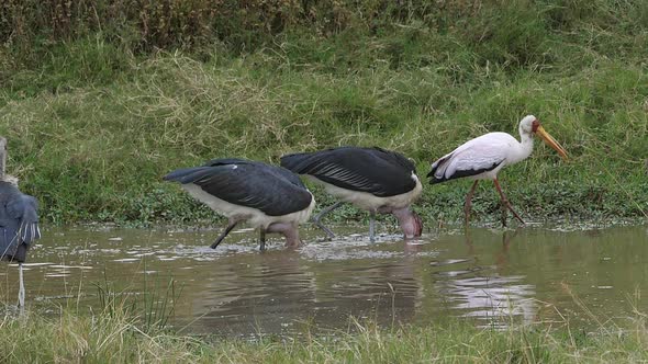 Marabou Stork, leptoptilos crumeniferus, Yellow-billed Stork, mycteria ibis