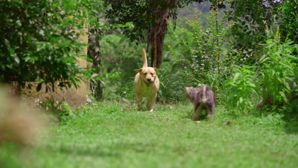 labrador dog walking slow-motion