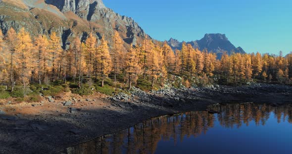 Aerial Over Alpine Mountain Valley Lake Discovering Orange Larch Forest Woods Valley in Sunny Autumn