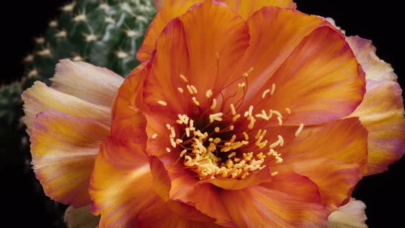 Orange Colorful Flower Timelapse of Blooming Lobivia Cactus Opening