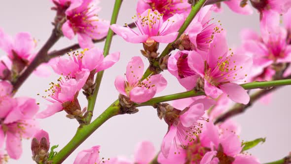 Pink Cherry Tree Flowers Blossoms