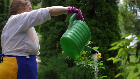 Side View Beautiful Plussize Woman Watering Flowers Smelling Yellow Rose Petals in Slow Motion in