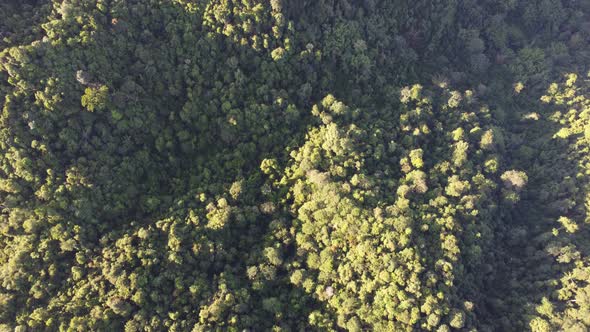 Drone view Malaysia tropical rainforest