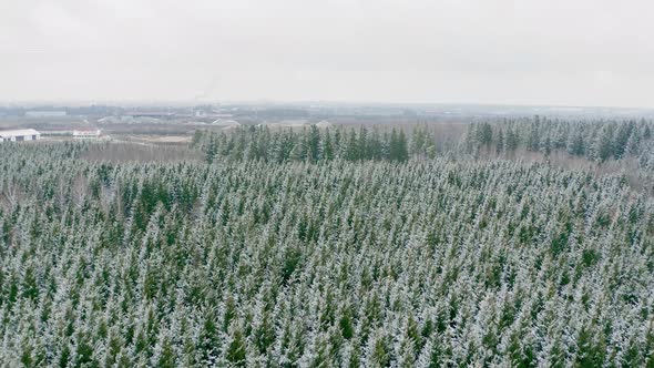 Cold nature - Idyllic aerial view over a snow covered wintry forest of grenn conifer trees and some