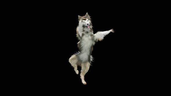 Dog Dance HD