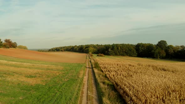 Fields in Sunset Light