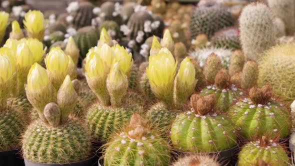 Blooming Cactuses in Flower Pots  Closeup