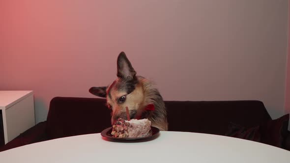 Dog's Birthday