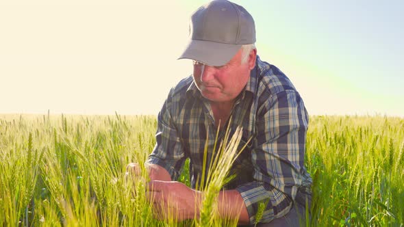 Professional Farmer Checking Wheat Spikelets