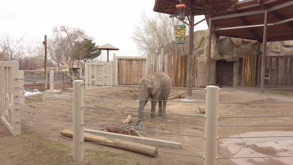 young elephant inside zoo enclosure