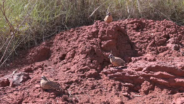 Spinifex Pigeon, Hammersley Gorge, Karijini National Park, Western Australia