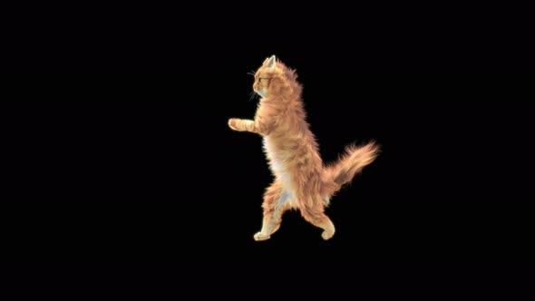 Cat Dancing 4K