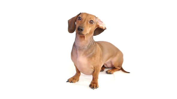 Funny Dachshund