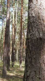 Vertical Video of Forest Landscape with Pine Trees in Summer Slow Motion