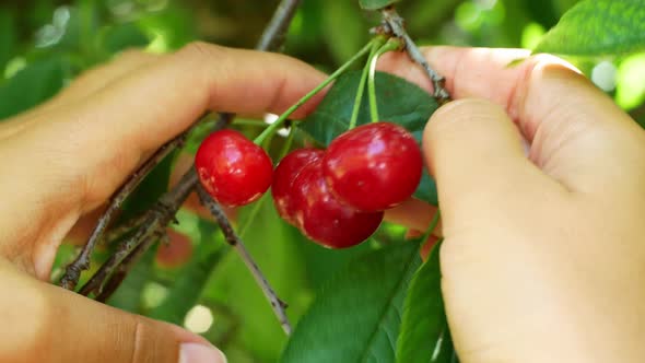 The woman is harvesting the cherry. Juicy ripe red cherries on the tree.