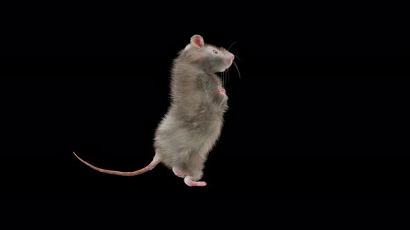 Rat Dancing 4K