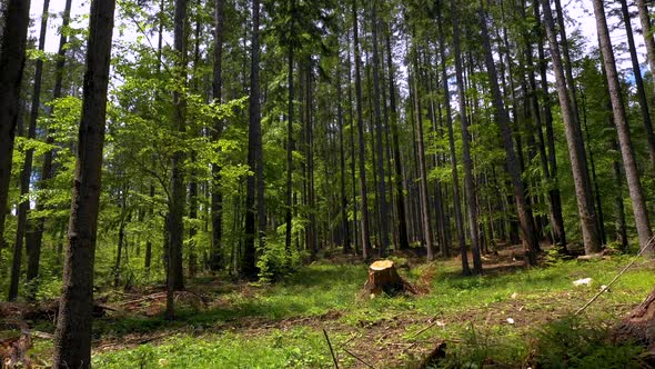 Cut trees in the green forest. Deforestation. Log trunks pile, the logging timber wood industry