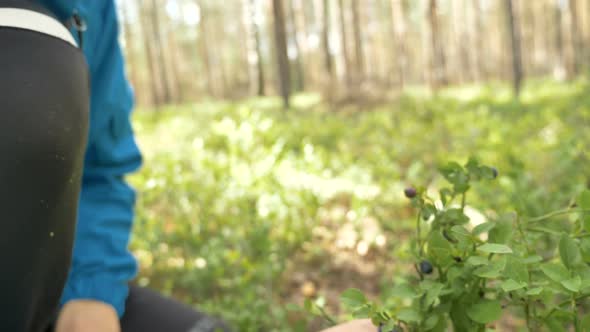 Woman Gathers Fresh Blueberries From Bush in Garden Closeup