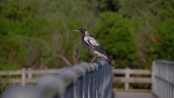 Magpies sitting on a fence railing.