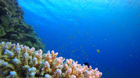Marine Coral Garden Blue Orange Fish