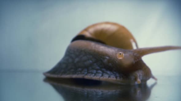 Achatina Snail Closeup