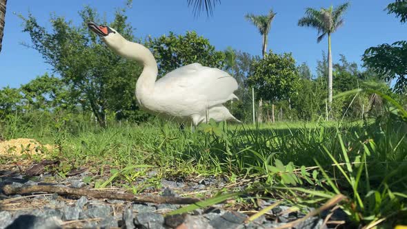 white swan eating, wild life animals birds