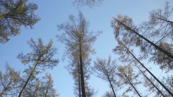 Tall forest autumnal trees with no leaves, blue sky backdrop