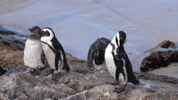 Penguins Preening Their Feathers and Resting on The Rocks