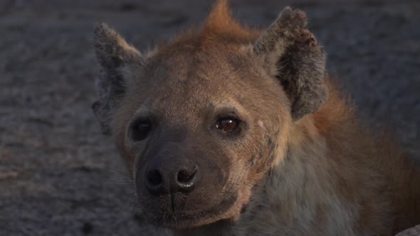 Cinematic close up shot of a hyena. Detailed face. Serengeti National Park, Tanzania, Africa 4K.