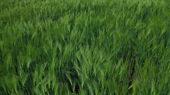 Green spikelets swaying in wind. Fresh plants growing on a field in spring.