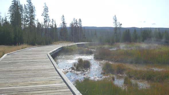 Swamp at Yellowstone National Park