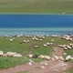 Sheep enjoying the day of pasture in the green fields next to a beautiful lake. - VideoHive Item for Sale