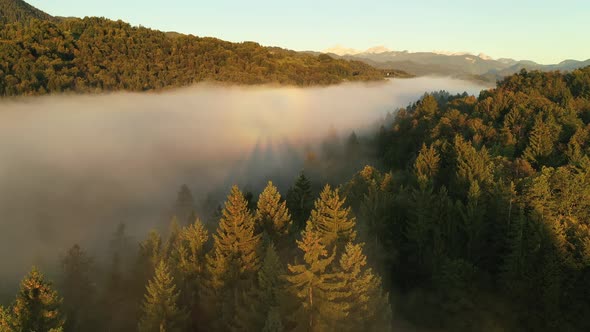 Misty autumn forest