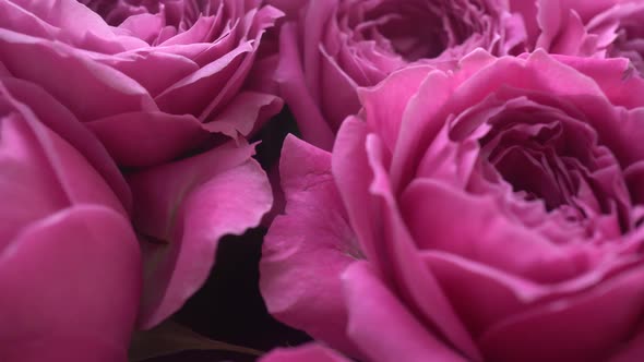 Pink Buds Peonies Slider Shot