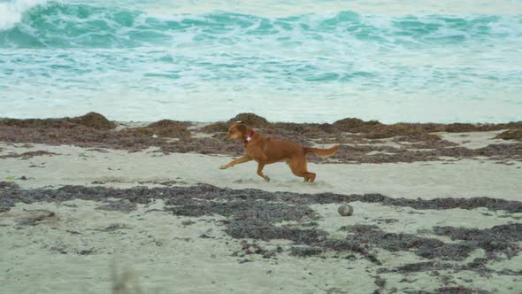 A lively brown dog runs and plays along a tropical white sand beach. Shot in slow motion