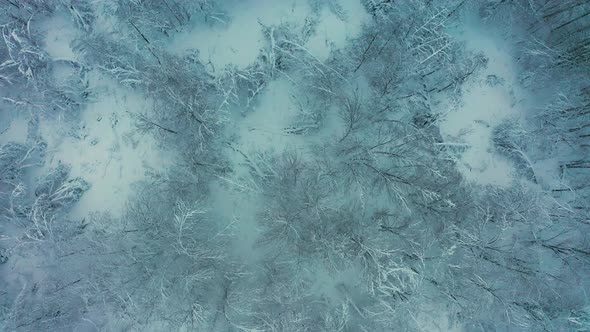 Cinematic Aerial View of a Cold Snowcovered Forest at the Top of a Hill