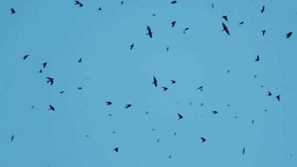 Thousands of Purple Martin Birds Flying at Sunset